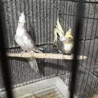 جوجه عروس سرلاکی و دونخور|پرنده|برازجان, |دیوار