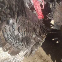 بوقلمون محلی|حیوانات مزرعه|اهر, |دیوار