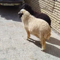 بره|حیوانات مزرعه|اهواز, گلدشت|دیوار