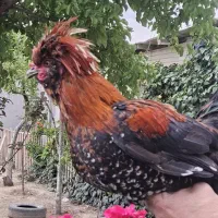 خروس زینتی کاکلی امپراطور