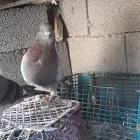 کفتر رنگی|پرنده|امیدیه, |دیوار