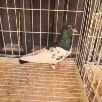 خال سیاه گلدار و خال قهوه ای گلدار