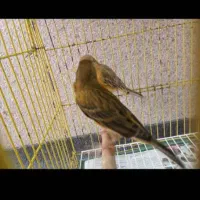 تعدادی قناری|پرنده|رودسر, |دیوار