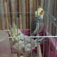 عروس هلندی(نر، ماده)