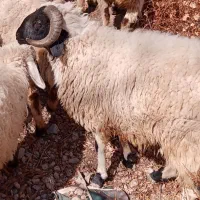 گوسفند|حیوانات مزرعه|کرمان, |دیوار