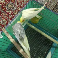 عروس هلندی مولد|پرنده|مشکین‌دشت, |دیوار