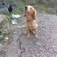 سگ سیتر شکاری