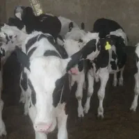 17 راس گوساله نر درجه یک باهم
