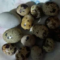 بلدرچین گوشتی و تخمی