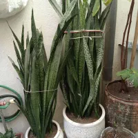 گل سانسوریا بزرگ و زیبا