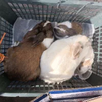 چهار تا خرگوش قیمت 200تومن