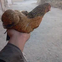 مرغ لاری|حیوانات مزرعه|سراوان, |دیوار