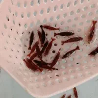 شریمپ میگو کامبارلوس ماهی پلنت گوپی حلزون|ماهی|تهران, نارمک|دیوار