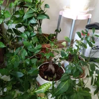 انواع گل خانگی