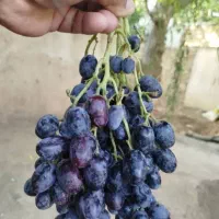 نهال انگور ایرانی و خارجی|خدمات باغبانی و درختکاری|اراک, |دیوار