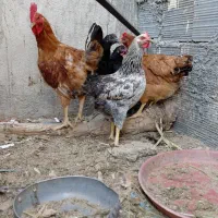 مرغ