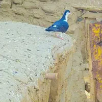 جفت کبوتر  ساده وضد اتیغه معاوضه ای با پرشی