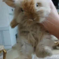 خرگوش لوپ دوماهه