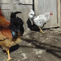 فروش خروس محلی