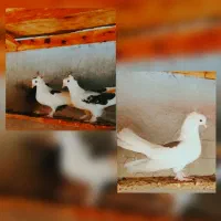 کبوتر