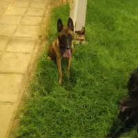 سگ خونگی اوکی