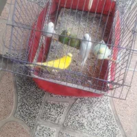 مرغ عشق۶عدد|پرنده|الیگودرز, |دیوار