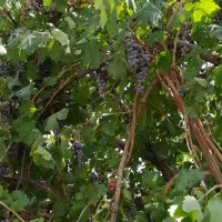 زمین با سند تک برگ کاربری مسکونی