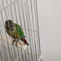 گرین چیک فول اهلی سخن گو