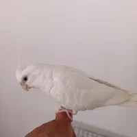 عروس هلندی البینو فول دستی|پرنده|دیلم, |دیوار