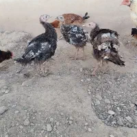 فروش ۴۵ عدد بوقلمون نژاد ایتالیایی ۴ ماهه دم تخم|حیوانات مزرعه|خرقان, |دیوار