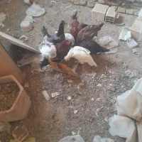 هشت عدد توتک گلین اصل