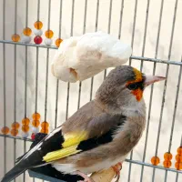 سهره دورگ کرمونی|پرنده|شیراز, شهرک مطهری|دیوار