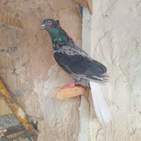 نرو ماده سرور دم سفید چاپی