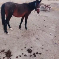 اسب|اسب و تجهیزات اسبسواری|بانش, |دیوار