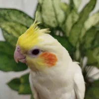 ۳تا عروس و ۳ تا مرغ عشق یکجا