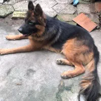 فروش فوری ژرمن بلک اصل|سگ|نوشهر, |دیوار