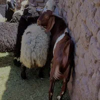 بره ماده و کره نر