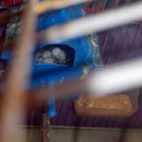 یک جفت فنچ به شرط