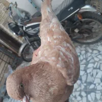 ماده کله زرد عطیقه،نر شتری طلایی ذاتدار،سبزآبادانی