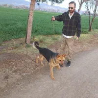 سگ ژرمن شپرد  نر