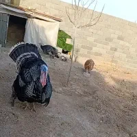 سه عدد بوقلمون یک نر دو ماده تخمگذار