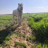 111|سگ|تربت جام, اسماعیل آباد|دیوار