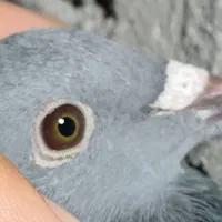 کبوتر دوبر وطوقی کمری|پرنده|اردبیل, |دیوار