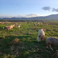 بره ماده