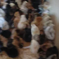جوجه محلی  وجوجه برهما  منیاتوری و جوجه غاز