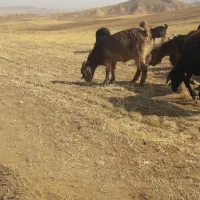 بز جوان|حیوانات مزرعه|مراغه, |دیوار