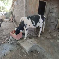گوساله محلی درجه یک چاق