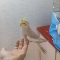 عروس هلندی سرحال ودستی