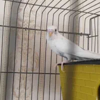 مرغ عشق ماده با قفس و وسایل