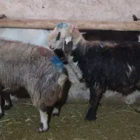 گوسفند فروشی|حیوانات مزرعه|دورود, |دیوار